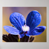 One Blue Flower
