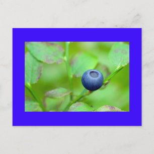 one blueberry postcard