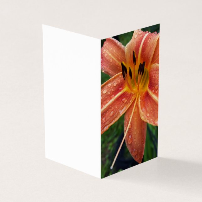 One day lily (Outside)