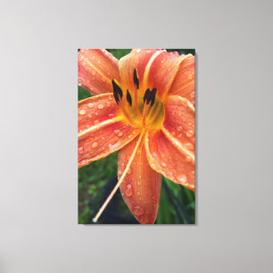 One day lily canvas print