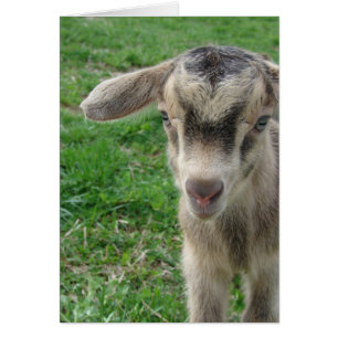One-Day-Old