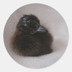 One Day Old Duckling Classic Round Sticker