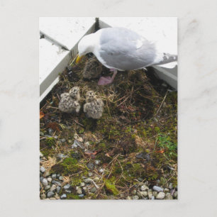 One Day Old Gull Chicks Postcard