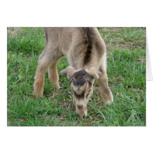 One-Day-Old Thunder