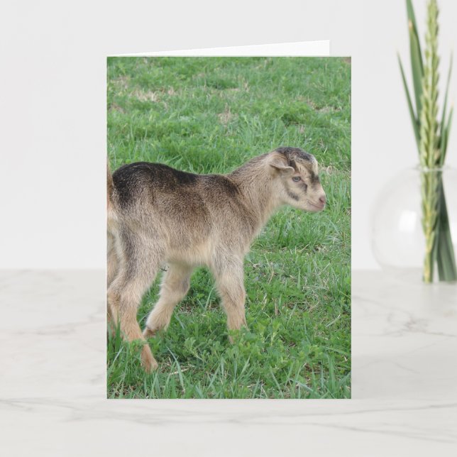 One-Day-Old Thunder Card (Front)