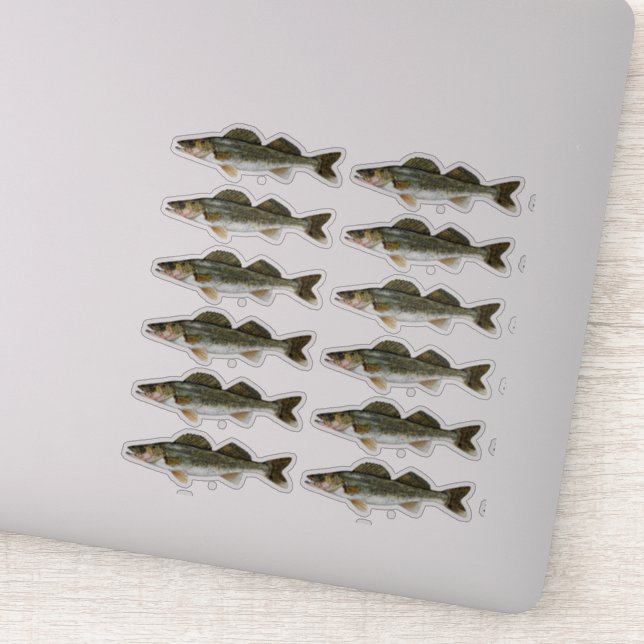 One Dozen Walleye Pike Fish (Detail)