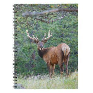 One Elk Looking Back   Rocky Mountains Notebook