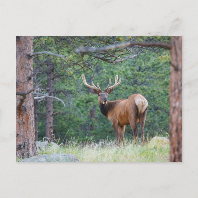 One Elk Looking Back | Rocky Mountains Postcard (Front)