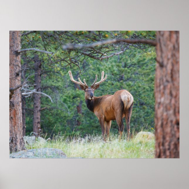 One Elk Looking Back | Rocky Mountains Poster (Front)
