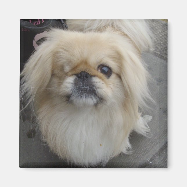 one eyed dog magnet (Front)