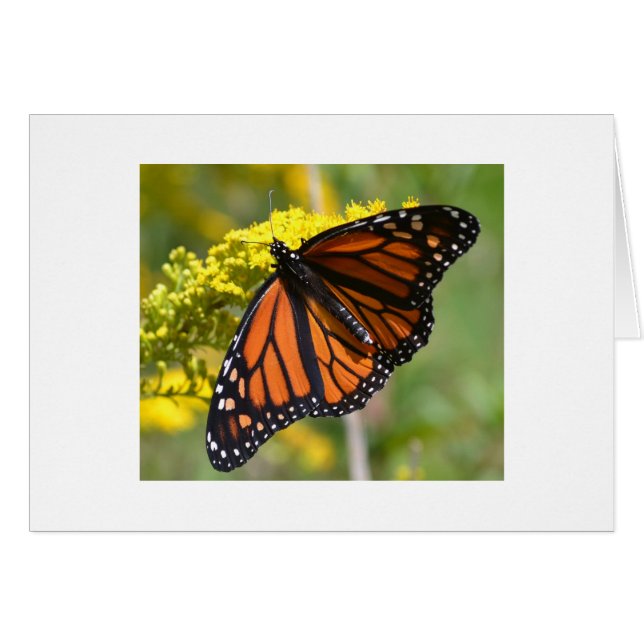 One Monarch (Front Horizontal)