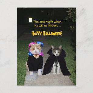 One Night It's OK to PROWL Postcard