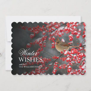 One Northern Cardinal on Common Winterberry