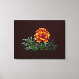 One Orange Marigold with Yellow Tips Canvas Print
