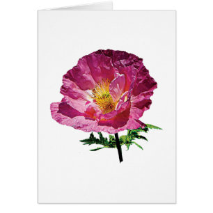 One Pink Poppy