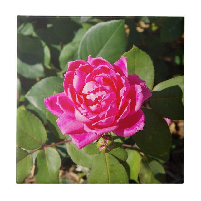 One Pink Rose tile (Front)