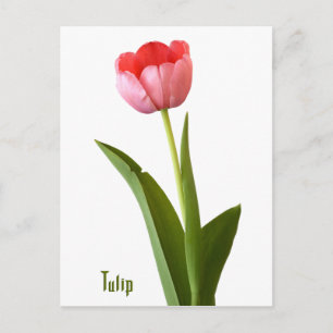 One Pink Spring Tulip Nature Floral Photo Postcard