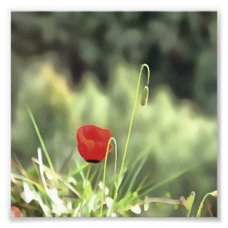 One Poppy Artistic Wildflower Painting Photo Print