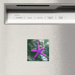 One Purple Starfish Rocky Beach Magnet