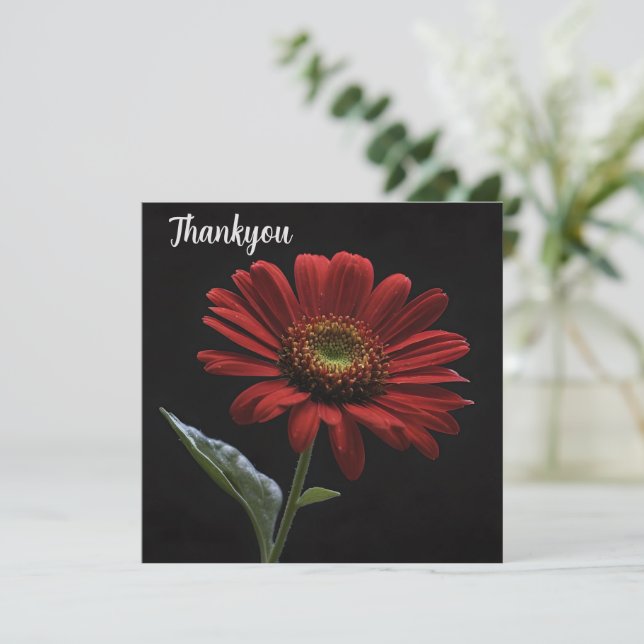 One Red Daisy On Black Left Side,  Thank You Card (Standing Front)