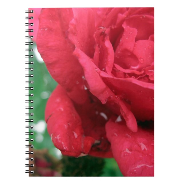 One Red Rose Spiral Notebook (Front)