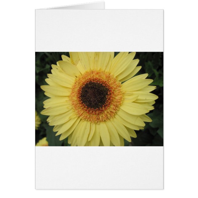 One Sunburst Flower (Front)