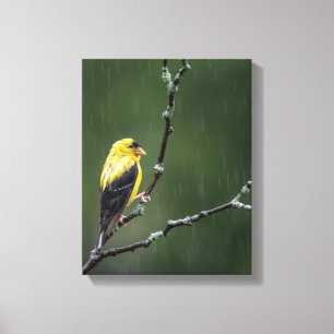 One Unhappy Goldfinch  Canvas Print