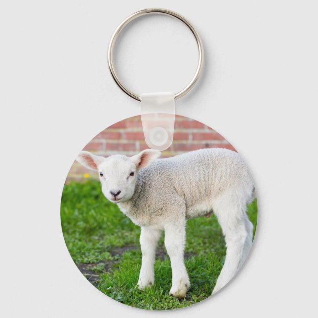 One white newborn lamb standing in green grass key ring (Front)