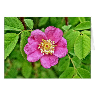 One Wild Rose