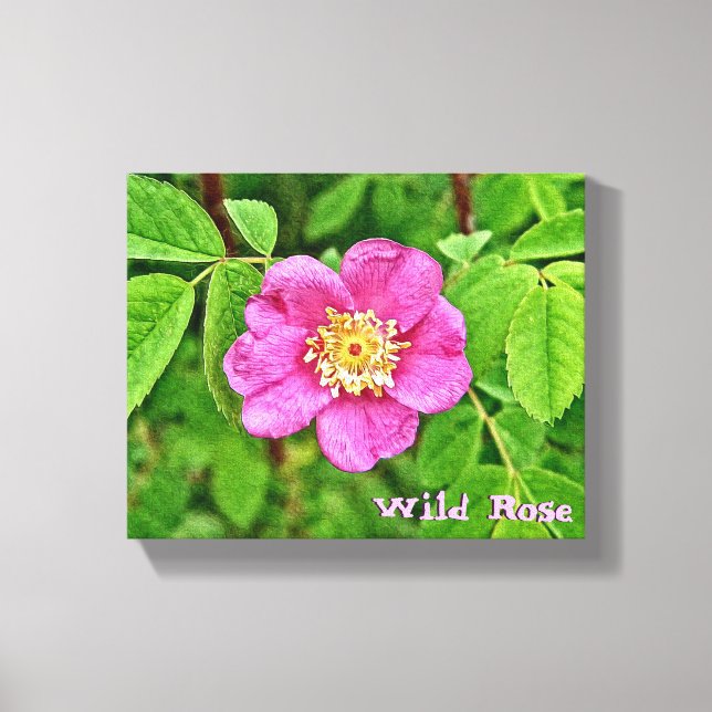 One Wild Rose Canvas Print (Front)