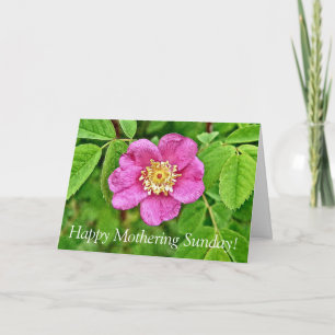 One Wild Rose Card