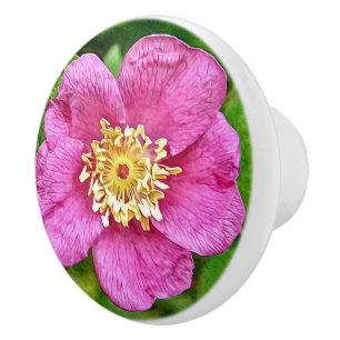 One Wild Rose Ceramic Knob