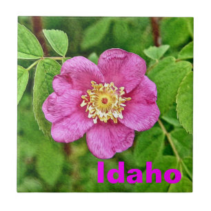 One Wild Rose - Idaho Tile
