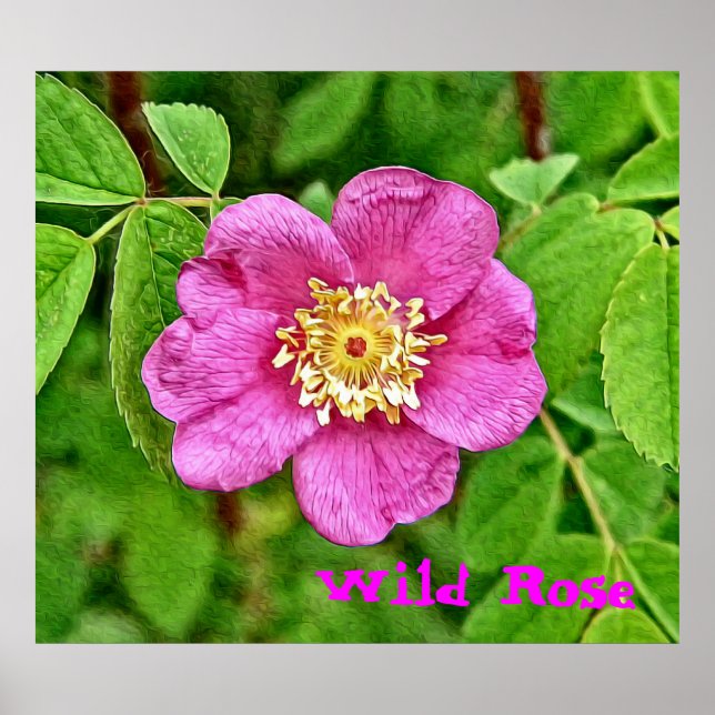 One Wild Rose Poster (Front)