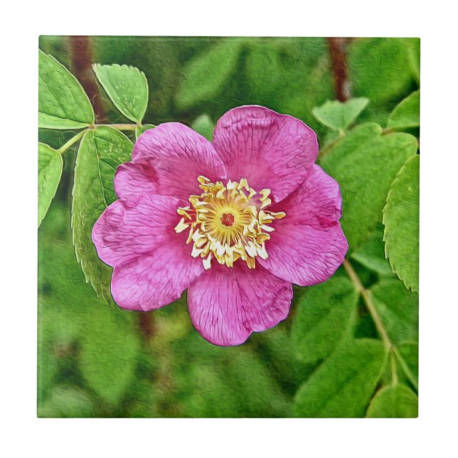 One Wild Rose Tile (Front)