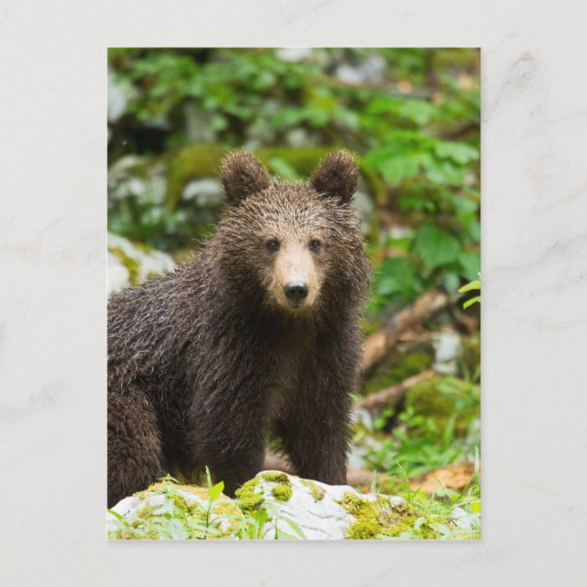 One year old Brown Bear in Slovenia Postcard (Front)