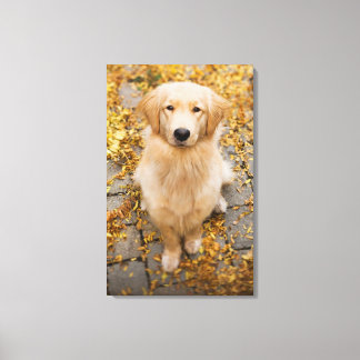 One year old Golden Retriever, portrait Canvas Print