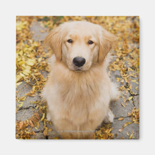 One year old Golden Retriever, portrait Magnet