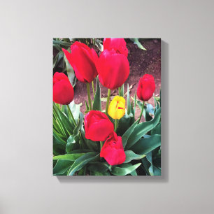 One Yellow with Red Tulips Canvas Print