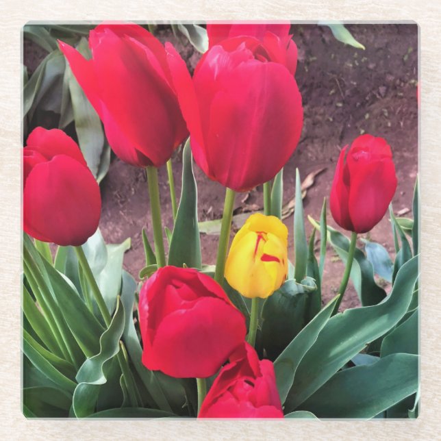 One Yellow with Red Tulips Glass Coaster (Front)