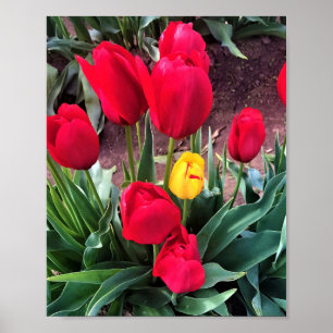 One Yellow with Red Tulips Poster