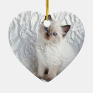 One young ragdoll cat sitting on fur in chair ceramic tree decoration