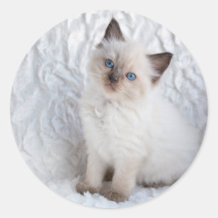 One young ragdoll cat sitting on fur in chair classic round sticker