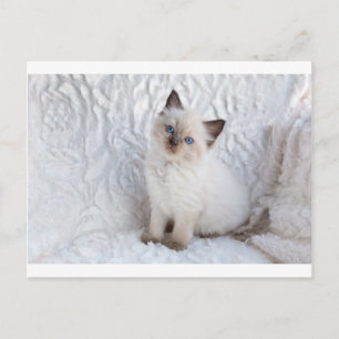 One young ragdoll cat sitting on fur in chair postcard