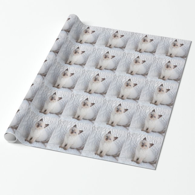 One young ragdoll cat sitting on fur in chair wrapping paper (Unrolled)