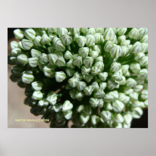 Onion Flower Buds Poster