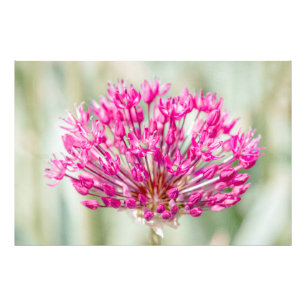 Onion Flower Photo Print