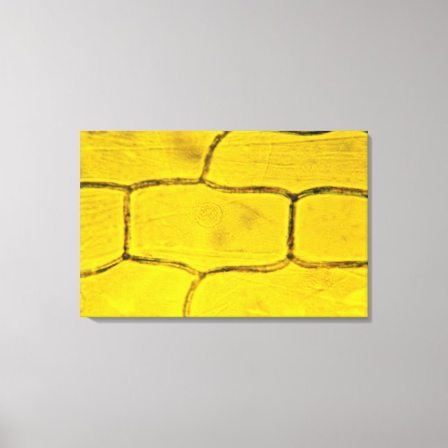 Onion Plant Cells Canvas Print (Front)