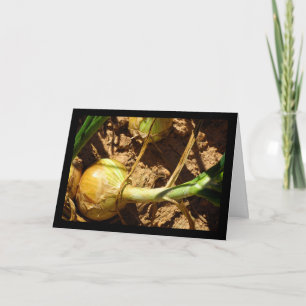 Onions at Harvest Card