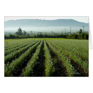 Onions growing in field